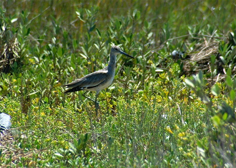 willet-04.jpg   (976x698)   301 Kb                                    Click to display next picture